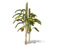 3D rendering - Banana tree isolated over a white background