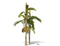 3D rendering - Banana tree isolated over a white background