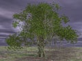 3D rendering of banjan tree