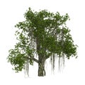 3D Rendering Banyan Tree on White