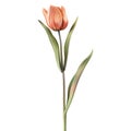 3D Rendering of a Beautiful Flower on Transparent Background - Ai Generated Royalty Free Stock Photo