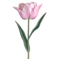 3D Rendering of a Beautiful Flower on Transparent Background - Ai Generated Royalty Free Stock Photo