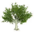 3D Rendering Beech Tree on White
