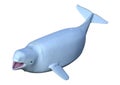 3D Rendering Beluga White Whale on White Royalty Free Stock Photo