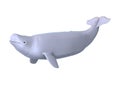 3D Rendering Beluga White Whale on White Royalty Free Stock Photo