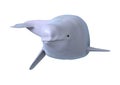 3D Rendering Beluga White Whale on White Royalty Free Stock Photo