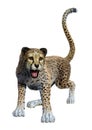 3D Rendering Big Cat Cheetah on White Royalty Free Stock Photo