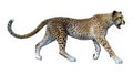 3D Rendering Big Cat Cheetah on White Royalty Free Stock Photo