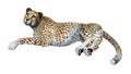 3D Rendering Big Cat Cheetah on White Royalty Free Stock Photo