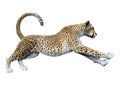 3D Rendering Big Cat Cheetah on White Royalty Free Stock Photo