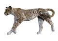 3D Rendering Big Cat Cheetah on White Royalty Free Stock Photo