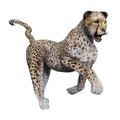 3D Rendering Big Cat Cheetah on White Royalty Free Stock Photo