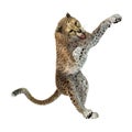 3D Rendering Big Cat Cheetah on White Royalty Free Stock Photo