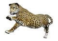 3D Rendering Big Cat Jaguar on White