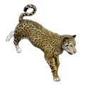 3D Rendering Big Cat Jaguar on White