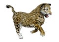 3D Rendering Big Cat Jaguar on White