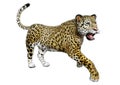 3D Rendering Big Cat Jaguar on White