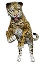 3D Rendering Big Cat Jaguar on White