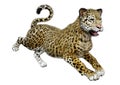 3D Rendering Big Cat Jaguar on White