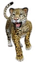 3D Rendering Big Cat Jaguar on White