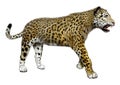 3D Rendering Big Cat Jaguar on White