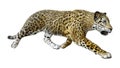 3D Rendering Big Cat Jaguar on White