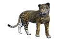 3D Rendering Big Cat Jaguar on White