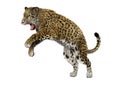 3D Rendering Big Cat Jaguar on White