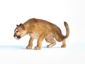 3d rendering of haunting puma on white background