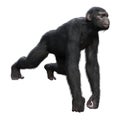 3D Rendering Chimpanzee on White Royalty Free Stock Photo