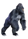 3D Rendering Black Gorilla Ape on White Royalty Free Stock Photo