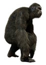 3D Rendering Black Gorilla Ape on White Royalty Free Stock Photo
