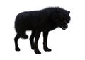 3D Rendering Black Wolf on White