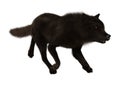 3D Rendering Black Wolf on White Royalty Free Stock Photo