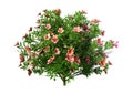 3D Rendering Azalea Flowers on White