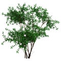 3D Rendering Bush Rosa Majalis on White