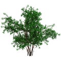 3D Rendering Bush Rosa Majalis on White