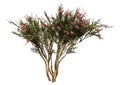 3D Rendering Crape Myrtle Plant on White