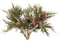 3D Rendering Crape Myrtle Plant on White