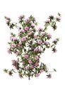 3D Rendering Rhododendron Plant with Flowers on White