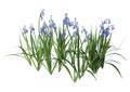 3D Rendering Bluebell Flowers on White