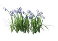 3D Rendering Bluebell Flowers on White