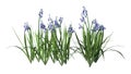3D Rendering Bluebell Flowers on White