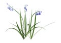 3D Rendering Bluebell Flowers on White