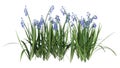 3D Rendering Bluebell Flowers on White