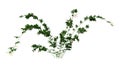 3D Rendering Bramble Plant on White