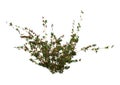 3D Rendering Bramble Plant on White