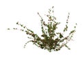 3D Rendering Bramble Plant on White