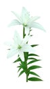 3D Rendering Bright Diamond Asiatic Lily on White
