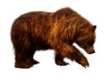 3D Rendering Brown Bear on White